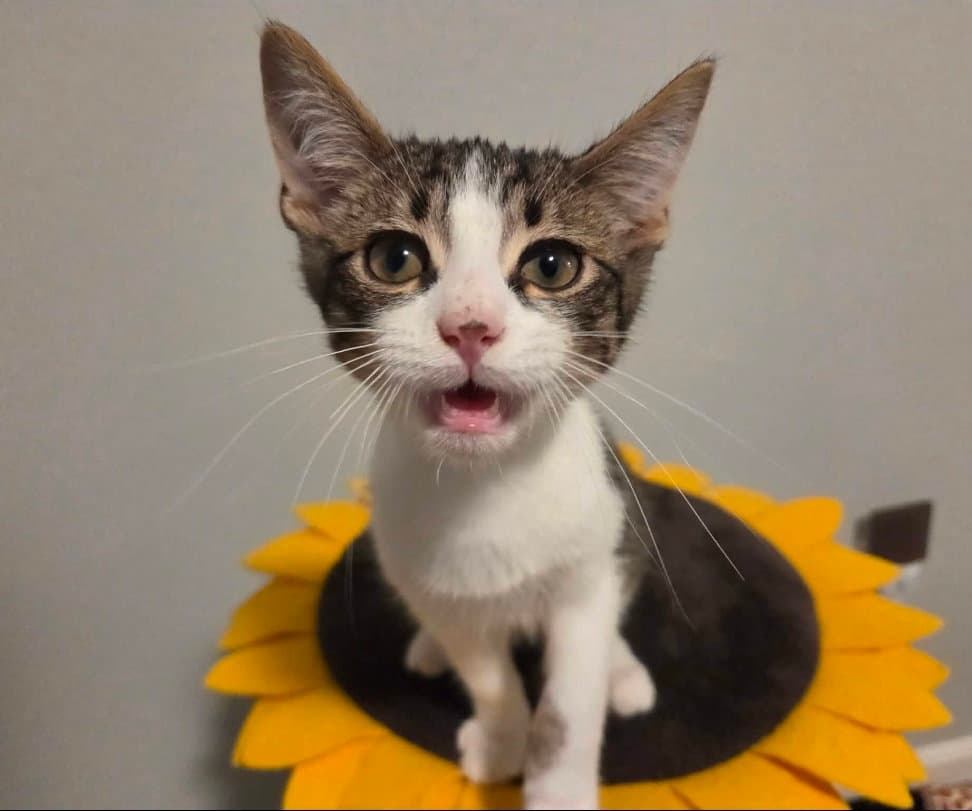 Dave - Domestic Short Hair