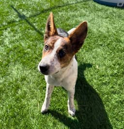 Crouton image 3