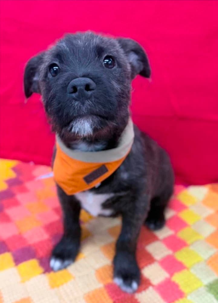 Ernie - Schnauzer