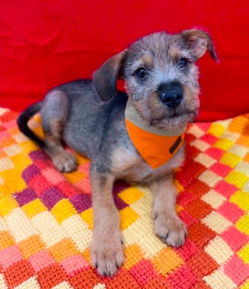 Bert - Schnauzer