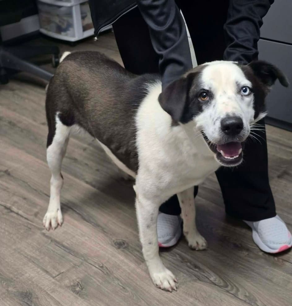Neymar - Border Collie
