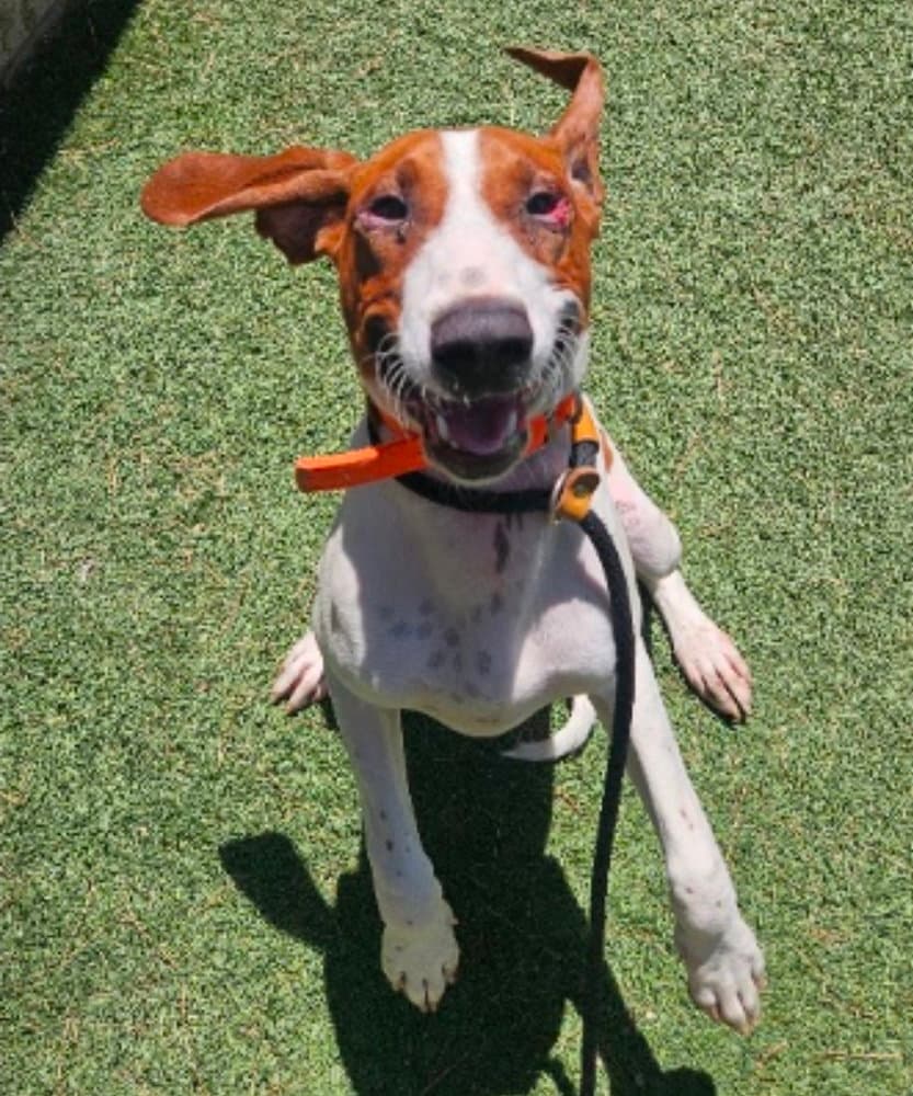 Gunner - Redbone Coonhound