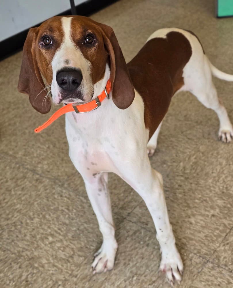 Gunner - Redbone Coonhound