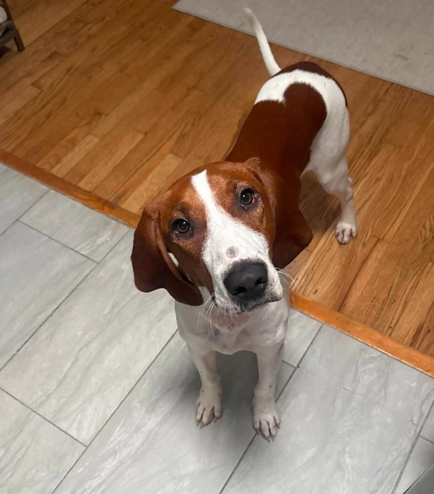 Gunner - Redbone Coonhound