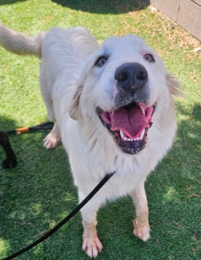 Snow Cap - Great Pyrenees