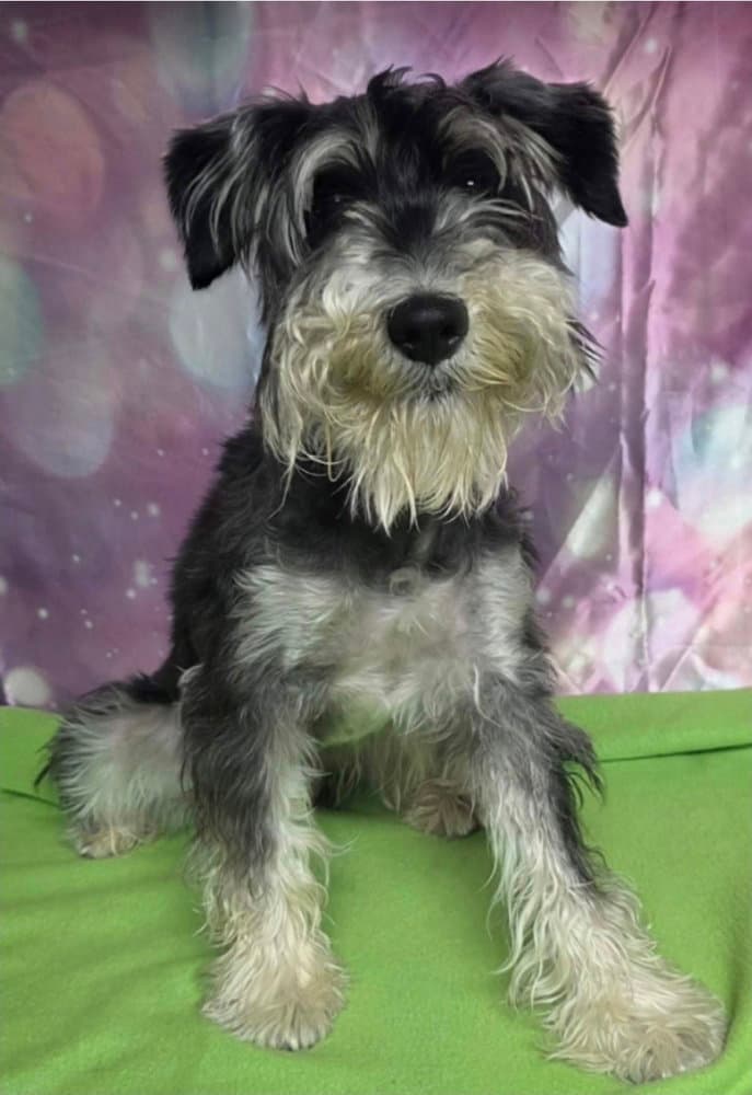 Milo Aka Shiloh - Schnauzer