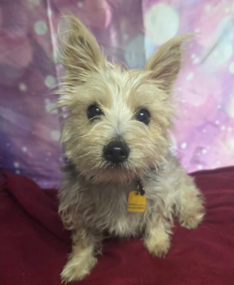 Zoey - Yorkshire Terrier Yorkie