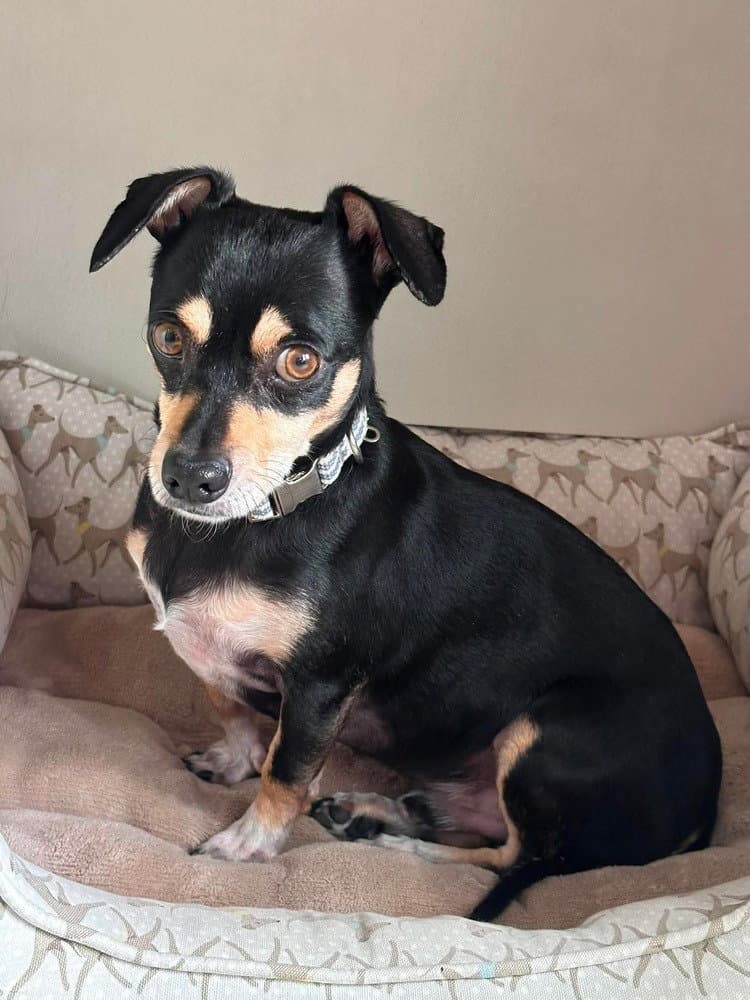 Johan Creek Hw - Dachshund