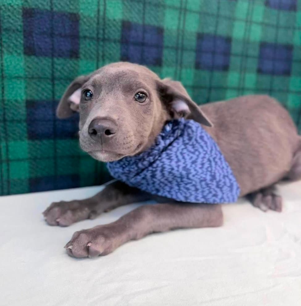 Blossom - Pit Bull Terrier
