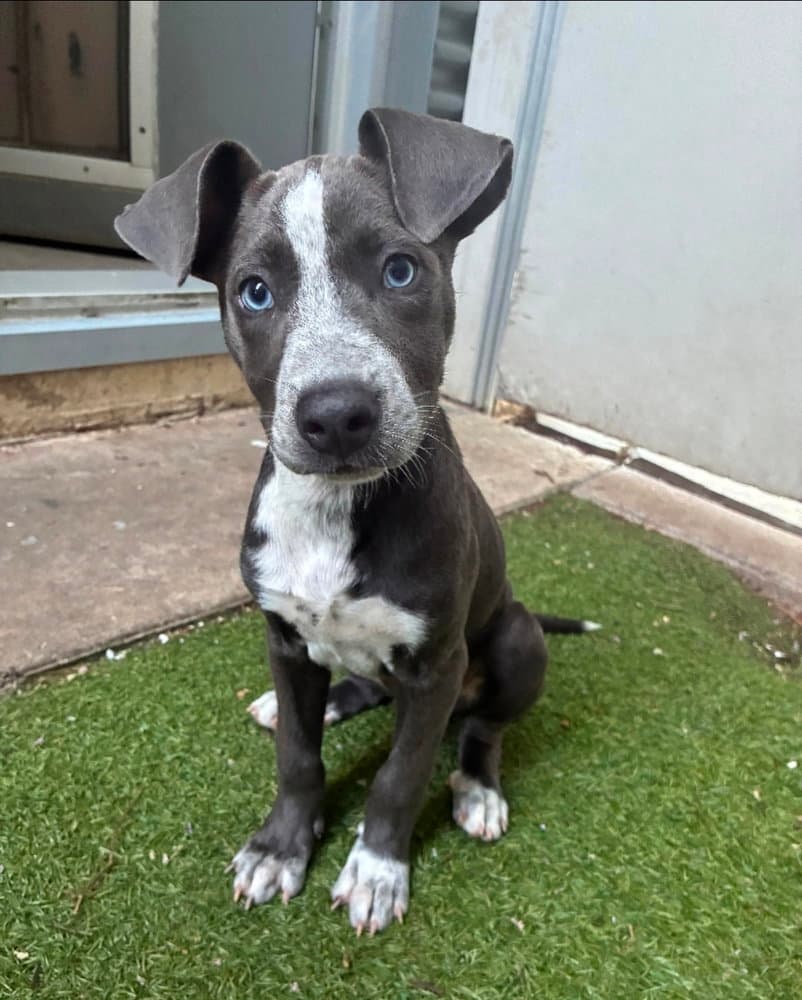 Buttercup - Pit Bull Terrier