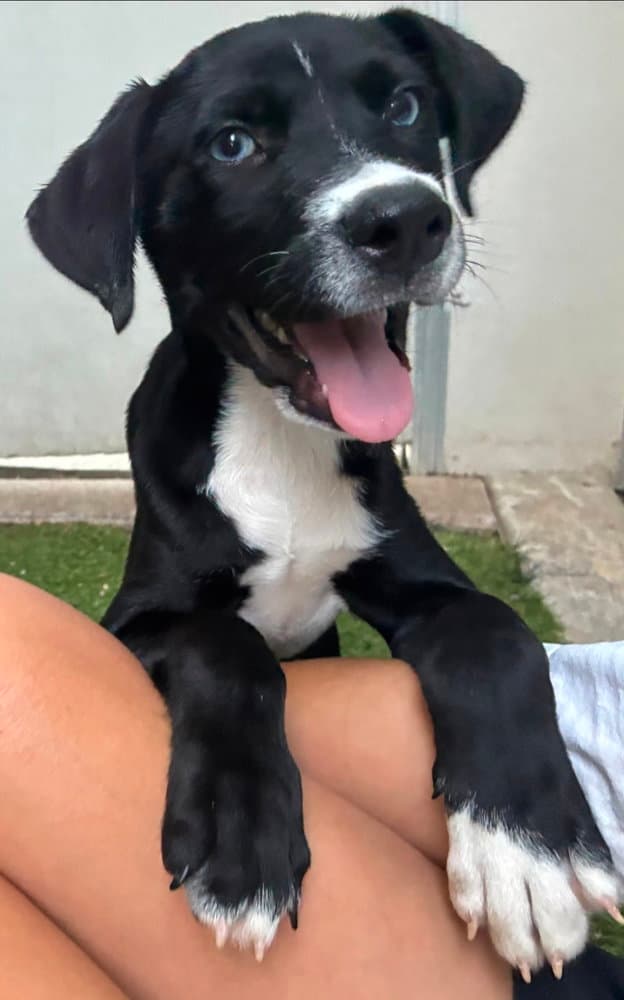 Mojo - Pit Bull Terrier