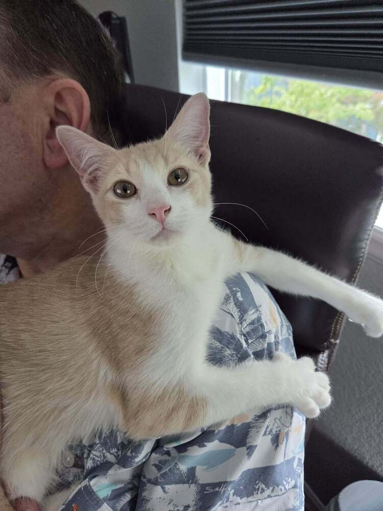 Spider Man - Domestic Short Hair