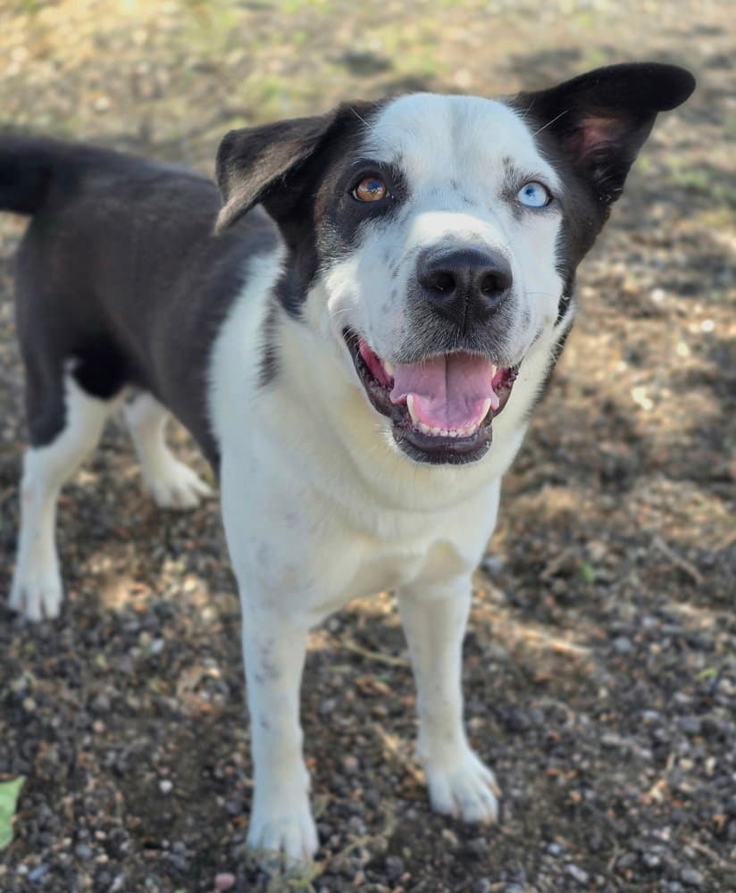 Neymar - Border Collie