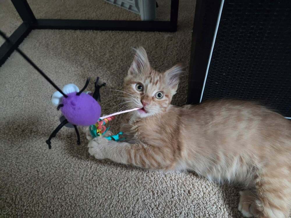 Morris - Domestic Medium Hair