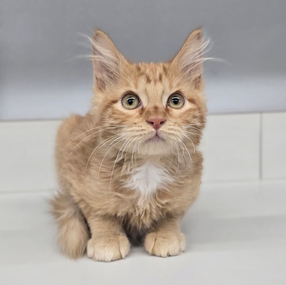 Morris - Domestic Medium Hair