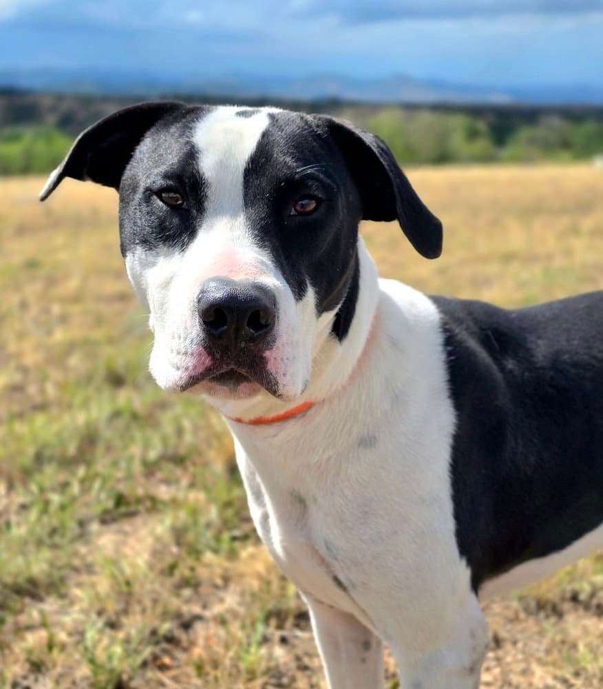 Soda Pop - American Bulldog