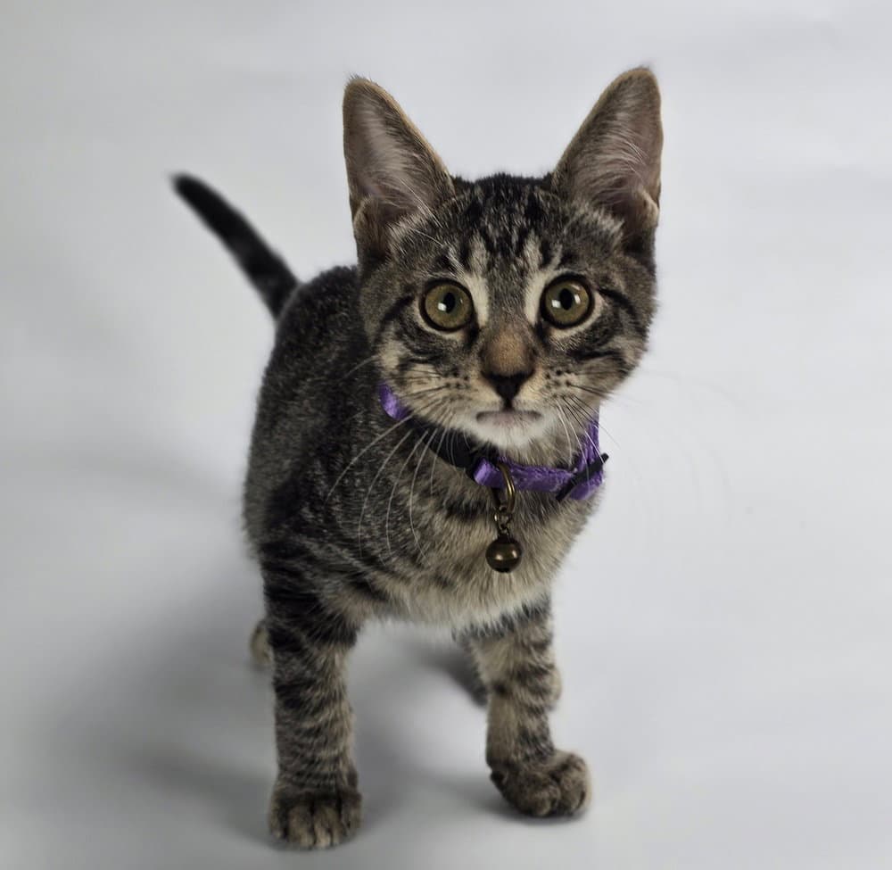 Funkytown - Domestic Short Hair