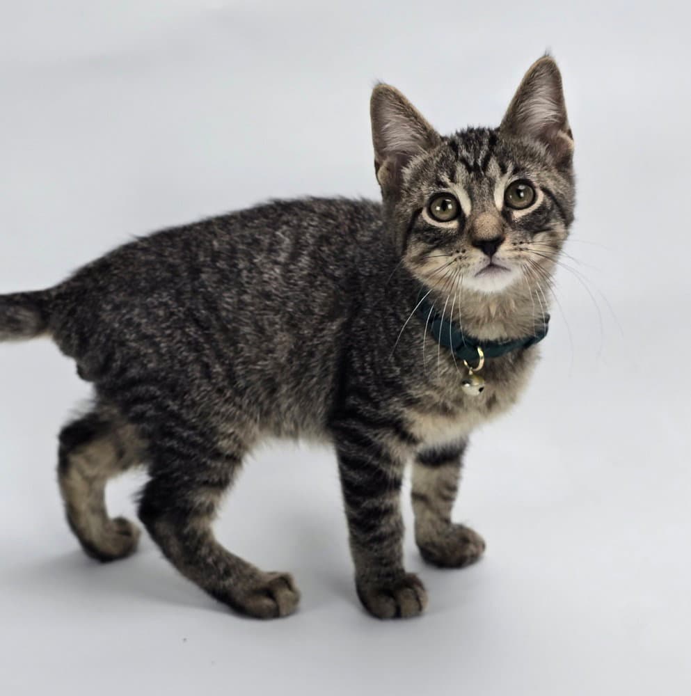 Motown - Domestic Short Hair
