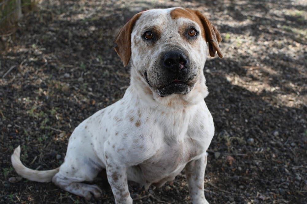 Little Girl Hw - Australian Cattle Dog/Blue Heeler