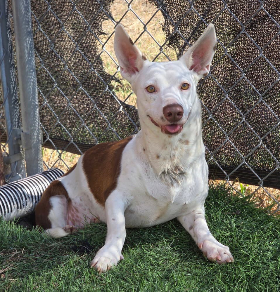 Betsy - Pit Bull Terrier