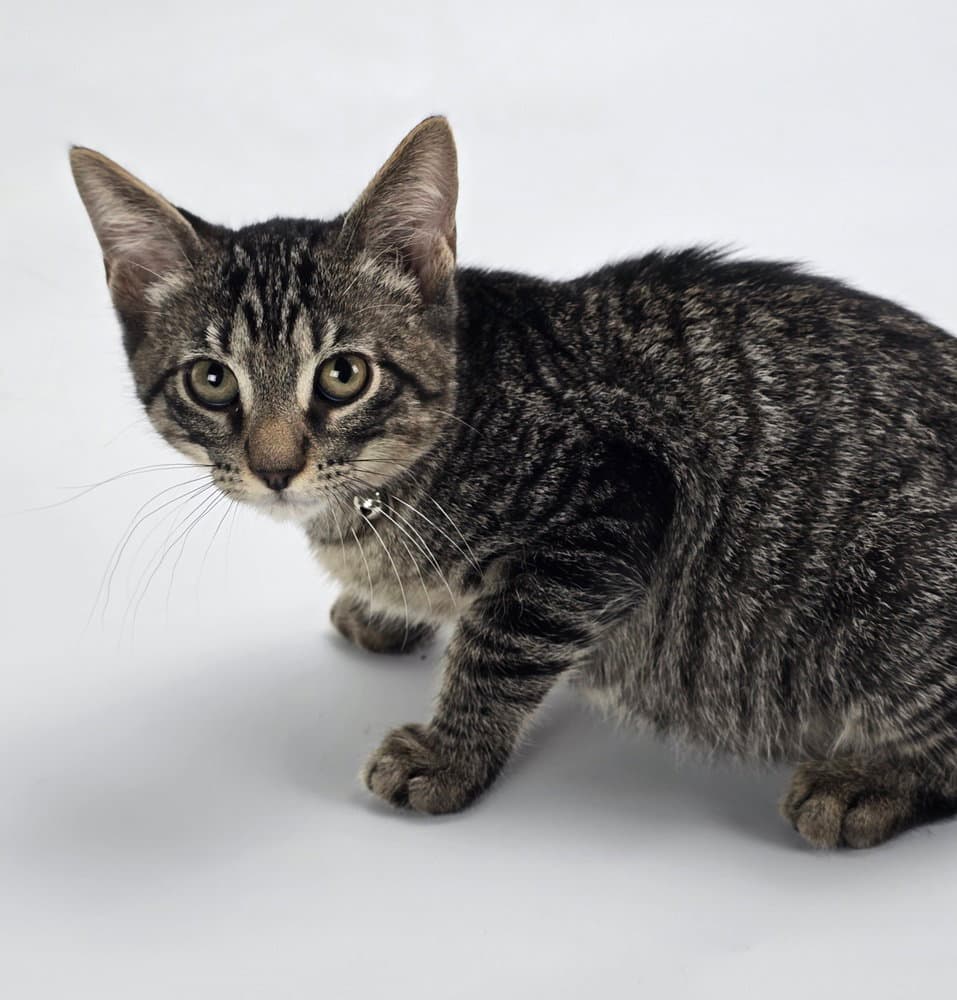 Soultrain - Domestic Short Hair