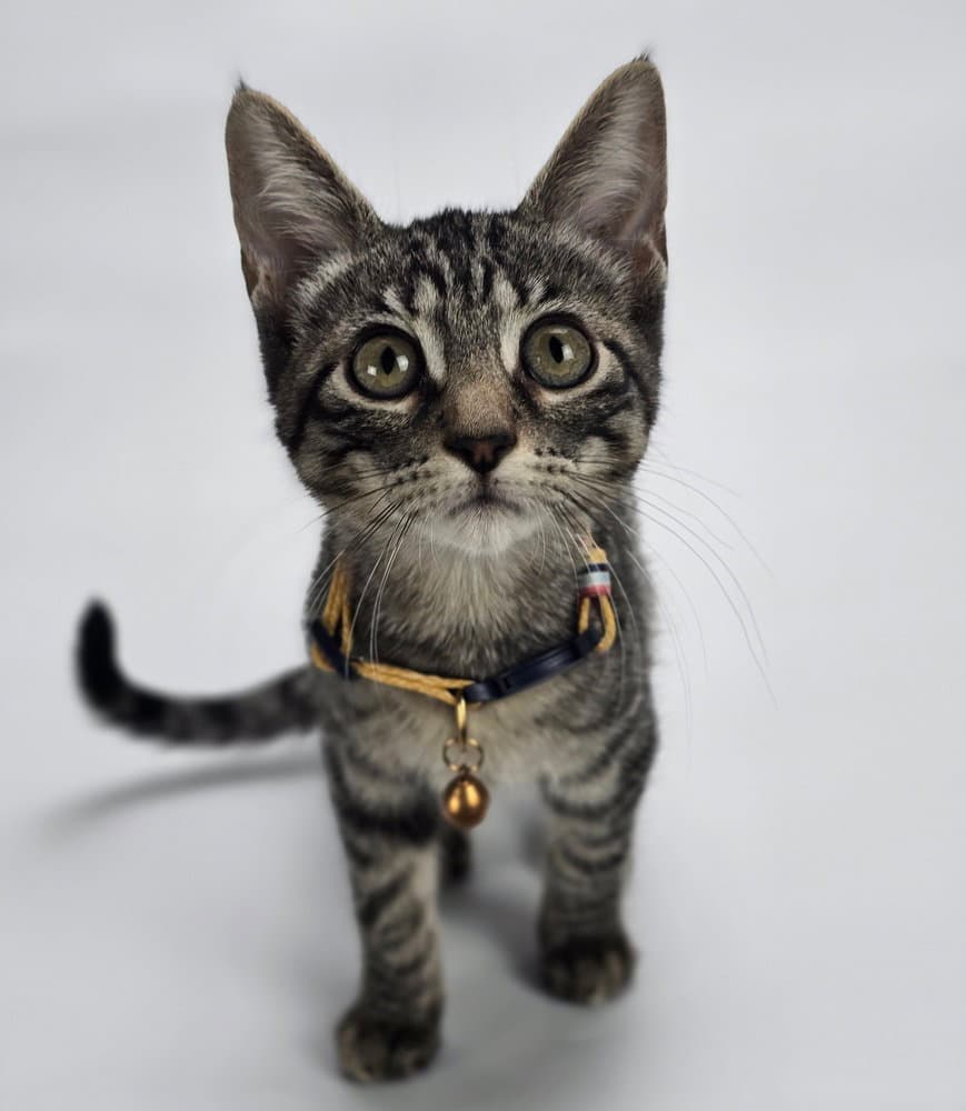 Discoball - Domestic Short Hair
