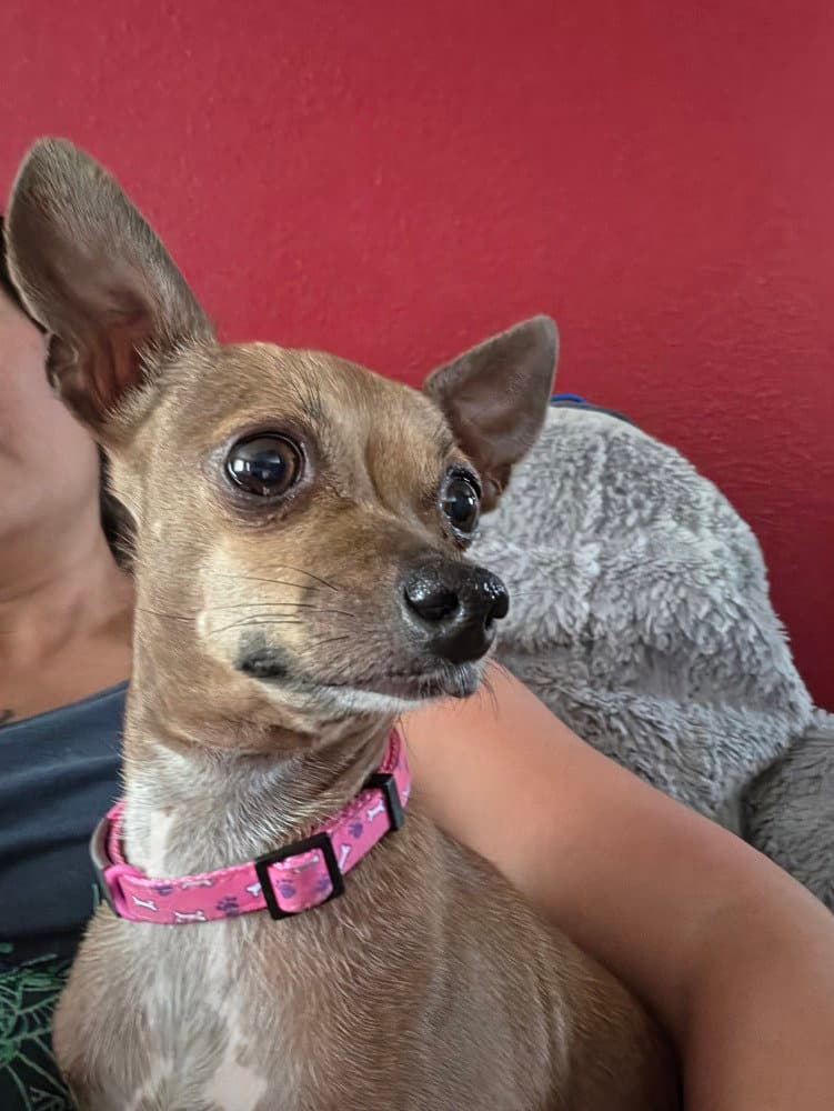 Ren - Chihuahua
