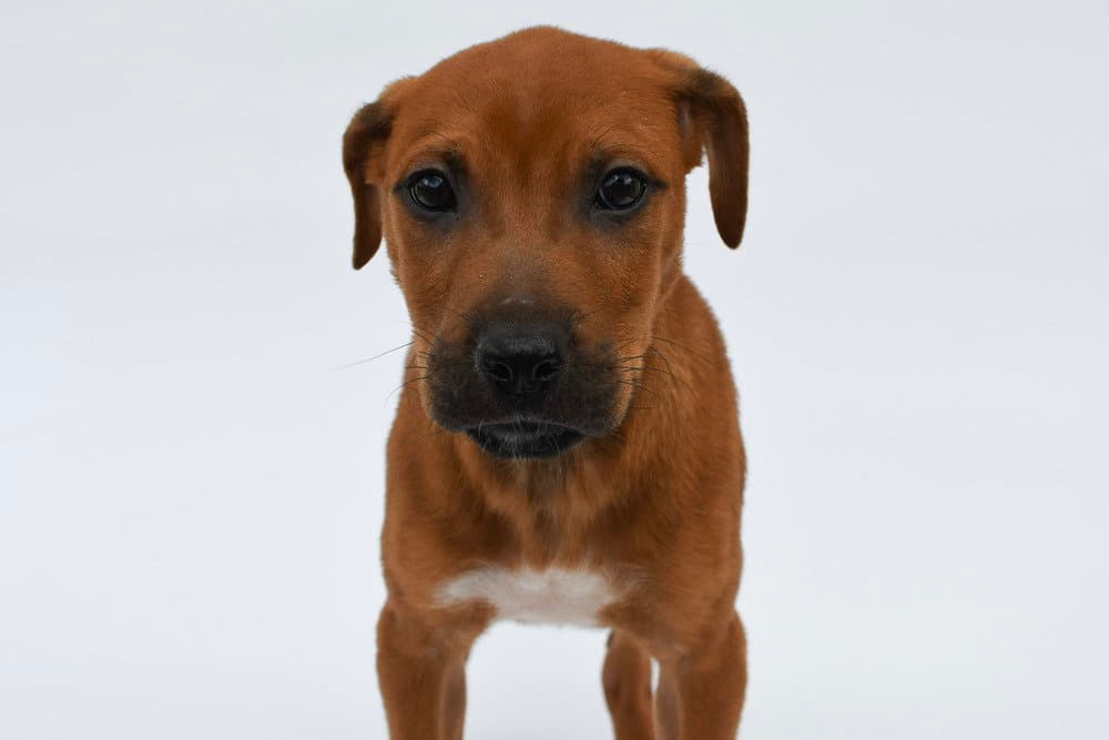 Peanut Butter - Shar Pei