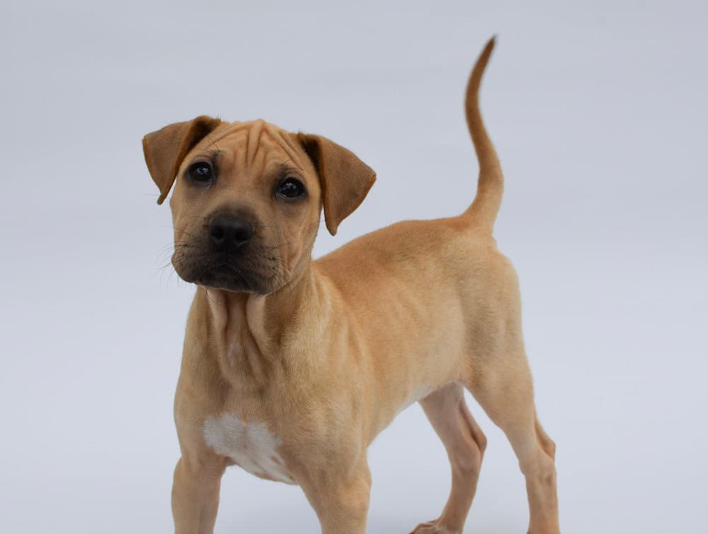 Vanilla - Shar Pei