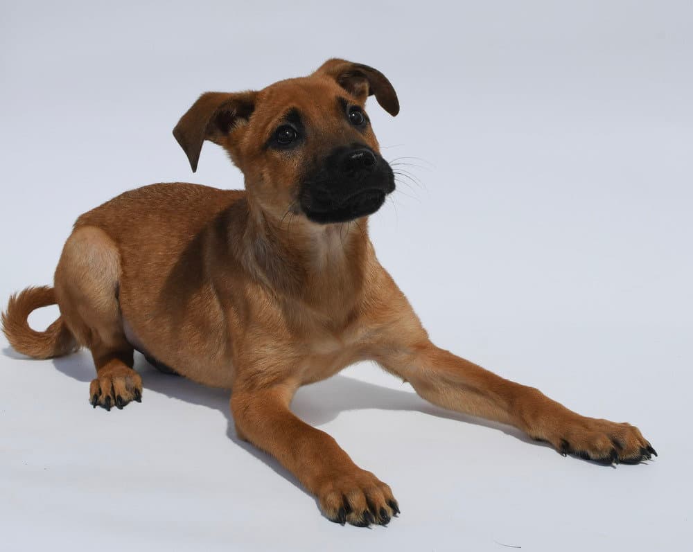 Cookie Dough - Shar Pei