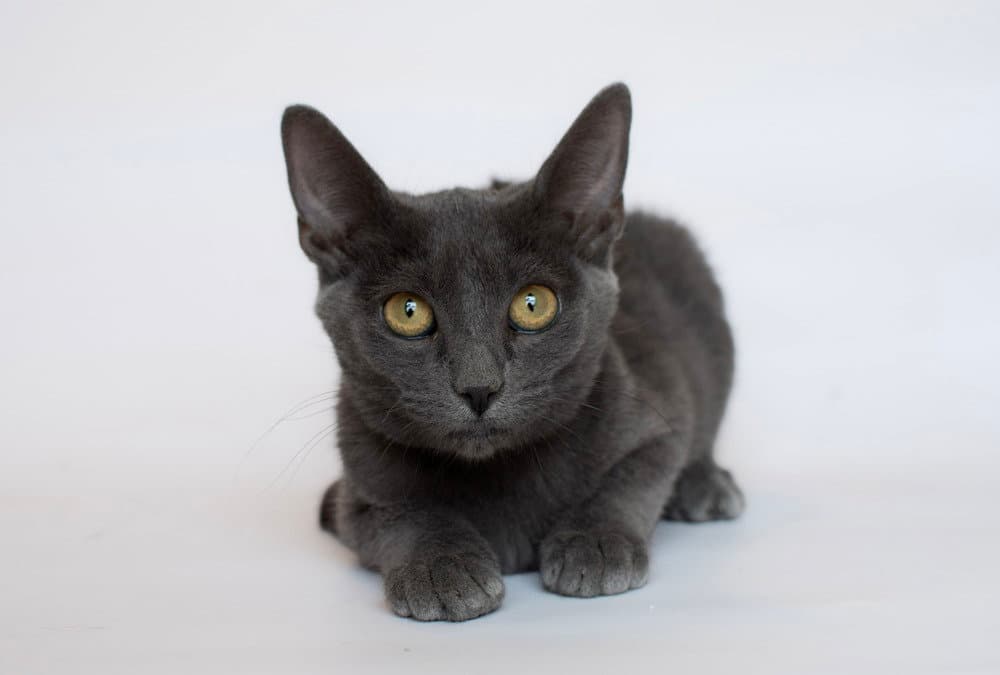 Connie - Domestic Short Hair