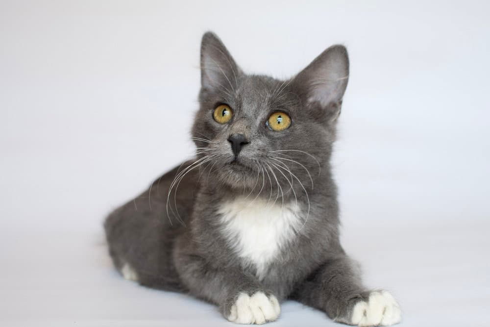 Levi - Domestic Medium Hair