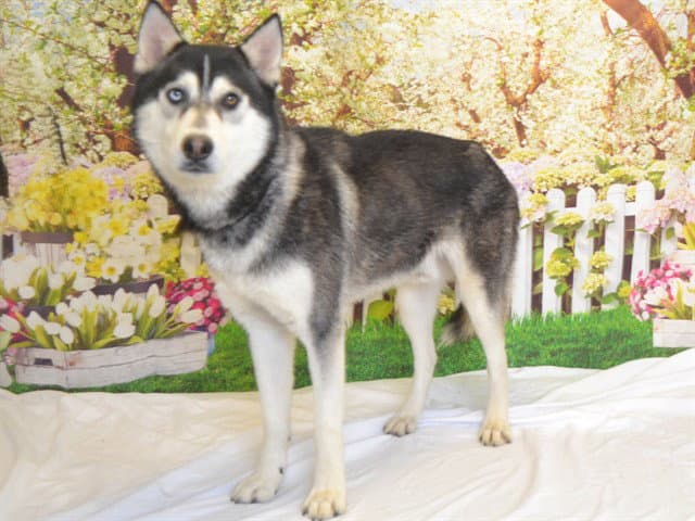 Bowie - Husky