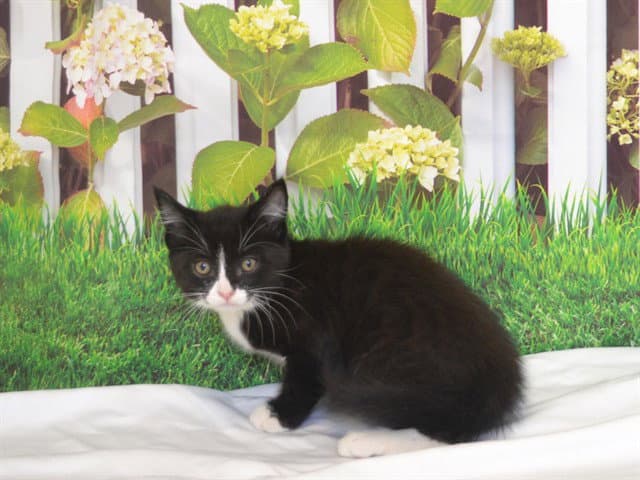 Kohl - Domestic Short Hair
