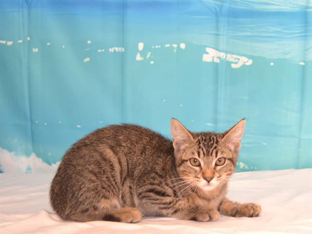 Abby - Abyssinian