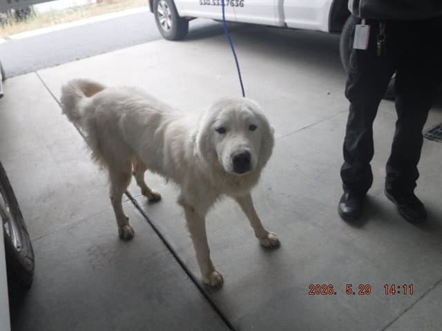 Francisco - Great Pyrenees
