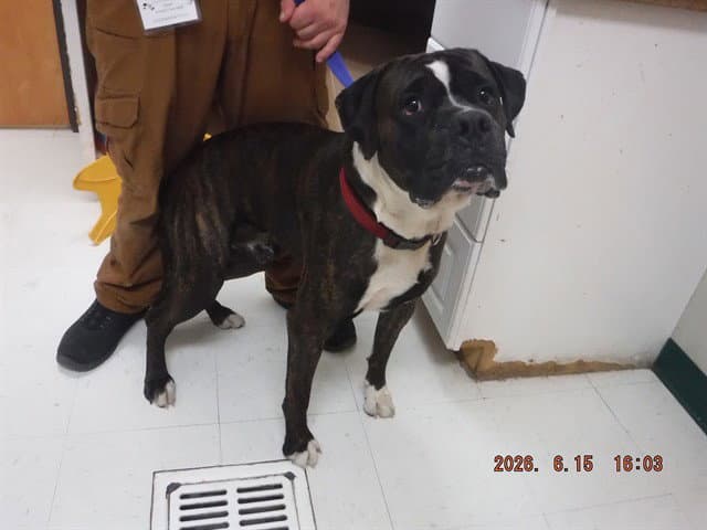 Jack - Boxer