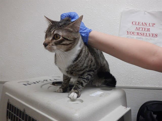 Rumpel - Domestic Short Hair