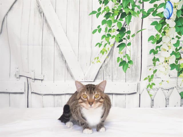 Rumpel - Domestic Short Hair