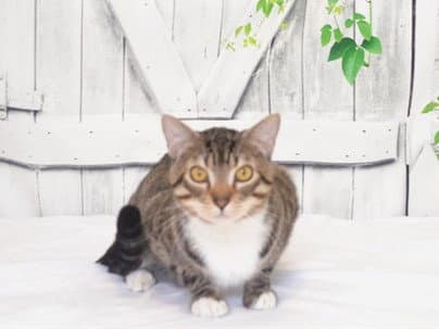 Rumpel - Domestic Short Hair