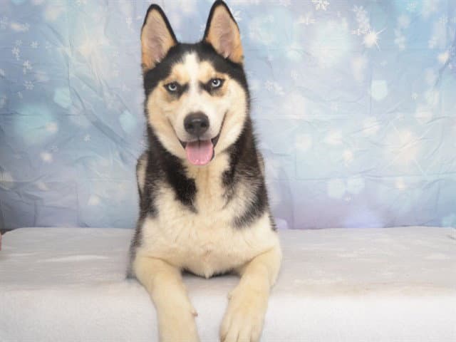 Gabriel - Siberian Husky