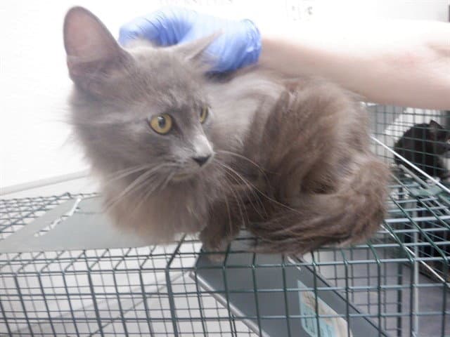 Unknown - Domestic Long Hair