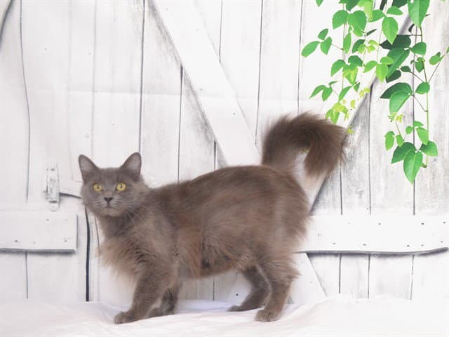 Unknown - Domestic Long Hair