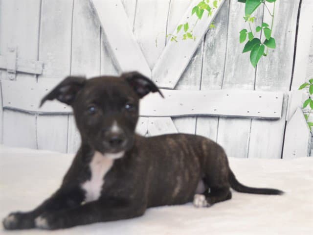 Siskiyou - Australian Kelpie