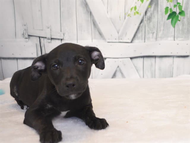 Modoc - Australian Kelpie
