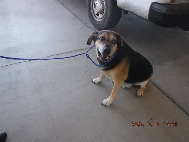 Bob - Bullmastiff