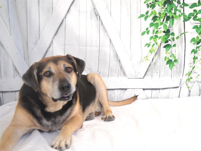 Bob - Bullmastiff