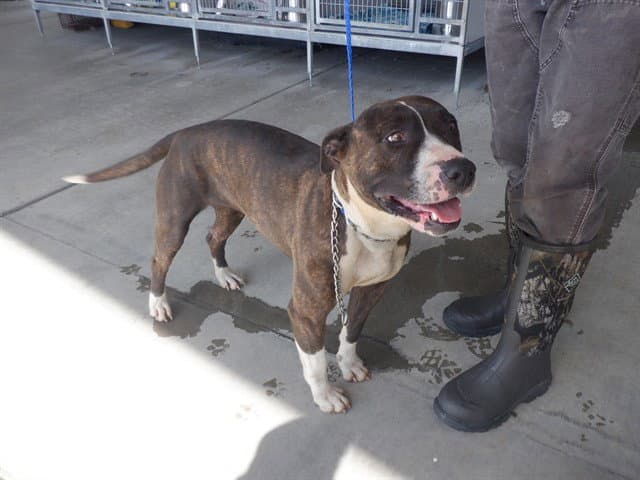Shelby - Pit Bull Terrier