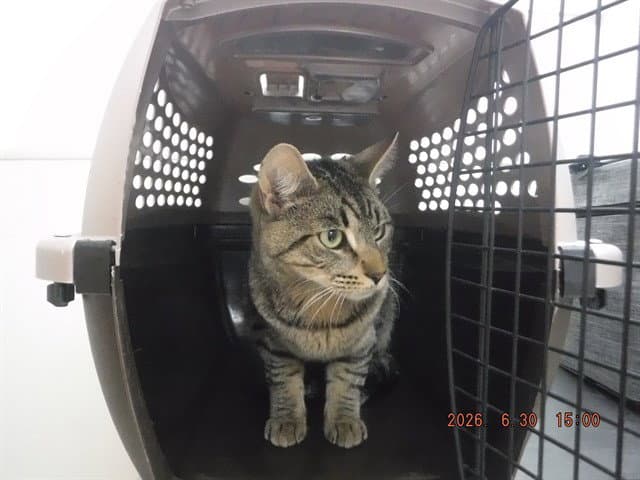 Bone - Domestic Short Hair