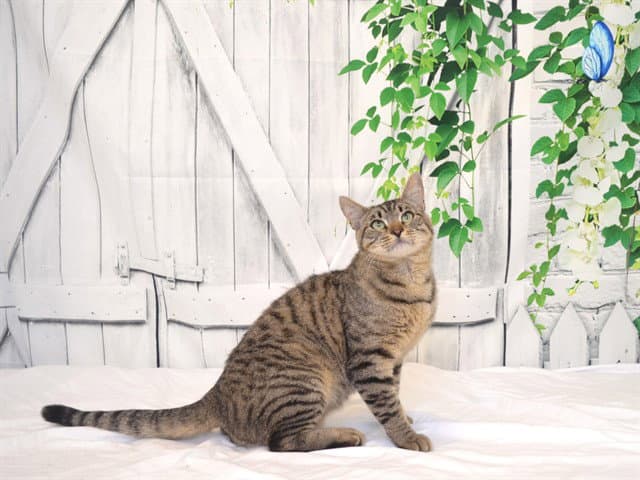 Bone - Domestic Short Hair